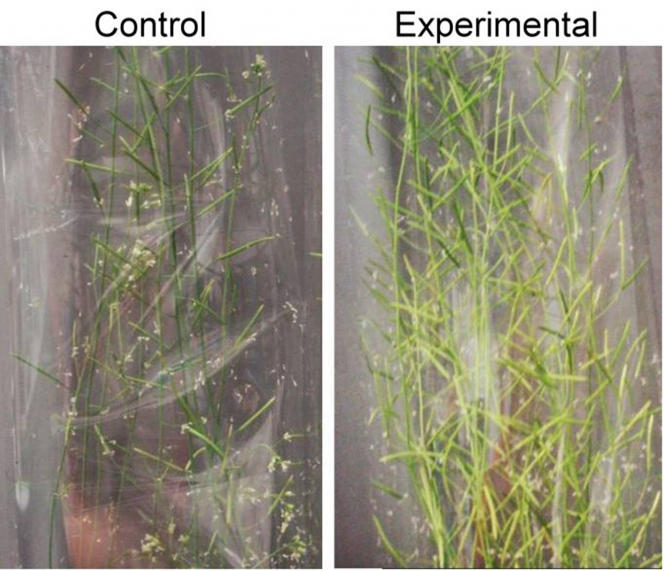 HKU botanists discover a new plant growth technology that may alleviate climate change and food shortage