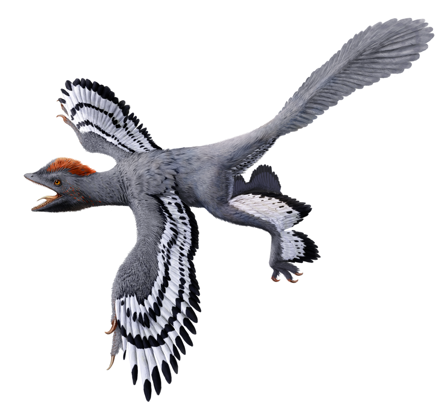 图四:近鸟龙的复原图(一种带羽毛,类似鸟类的恐龙)