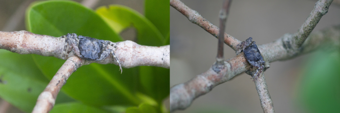 An adult male Haberma tingkok in its natural environment, the branches of mangrove tree Kandelia obovata. Note the long legs grasping the branch.