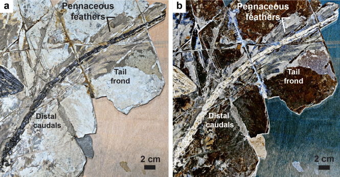 The tail frond of the troodontid Jianianhualong tengi DLXH 1218. (a) Photograph, and (b) laser-stimulated fluorescence [LSF] image of the fossil tail frond. Scale is 2cm. Credit. Xu, Currie, Pittman et al. 2017.