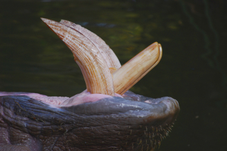 Hippo teeth are traded as ornaments (Credit:Peripitus)