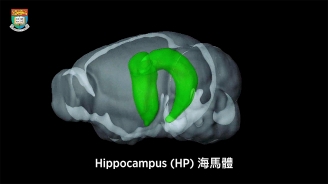 Hippocampus