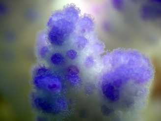 Location: Shaab Reef, Thuwal, Red Sea, Saudi Arabia A close-up of a bleached califlower coral (Pocillopora verrucosa) in the central Red Sea in 2015 during the 2015/2016 global coral mass bleaching event. The polyyps are transluscent, purple colour comes from the corals pigemnts. Photo courtesy: Till Röthig, coral reef scientist