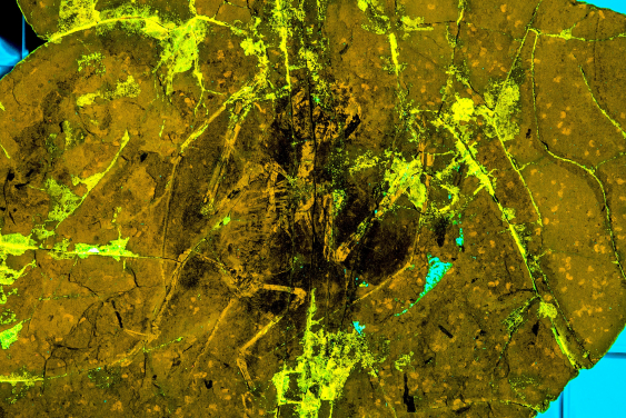 Laser-Stimulated Fluorescence (LSF) image of the pterosaur specimen NJU-57003 shows extensive soft tissue preservation in black, demonstrating that the feathers were preserved in place. (Image by Michael Pittman and Thomas G Kaye)