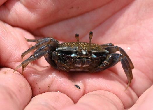 Female Tubuca dussumieri sitting on Pedro’s hand. Photo by Jiamian Hu.