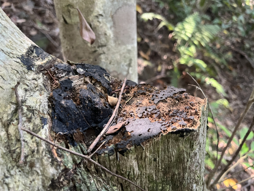 Wounded Aquilaria sinensis can be found in areas affected by illegal logging. Photo credit: Uva Fung