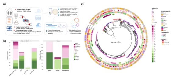 Figure 1. Overview of sampling design, isolate diversity, and genomic reconstruction of urban E. coli isolates.