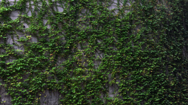 Centennial Campus - a green wall