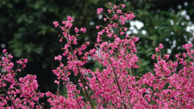 Sakura at University Lodge